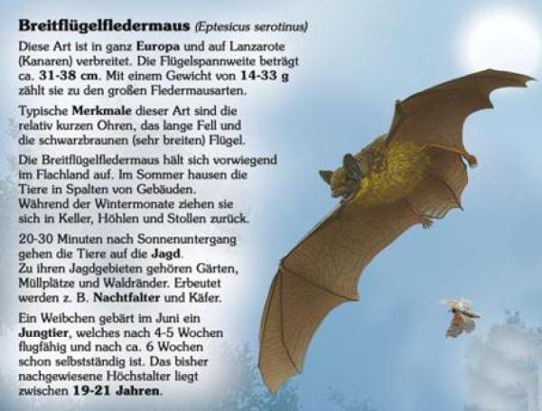 Kleinformatige Bild- und Lehrtafel: Breitflügelfledermaus